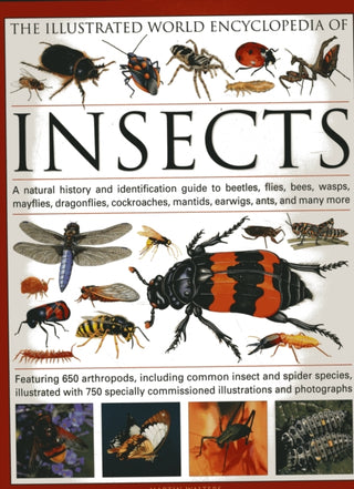 Cover image for 9780754819097 - The Illustrated World Encyclopaedia of Insects