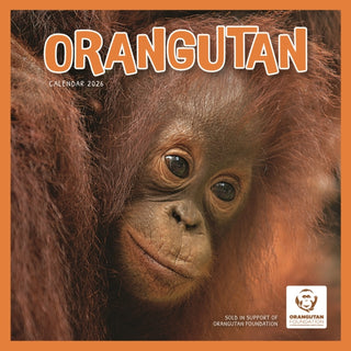 Cover image for 9781529848137 - Orangutan Square Wall Calendar 2026