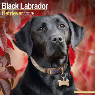 Cover image for 9781804606582 - Black Labrador Retriever Calendar 2026  Square Dog Breed Wall Calendar - 16 Month