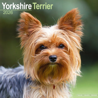 Cover image for 9781804607008 - Yorkshire Terrier Calendar 2026  Square Dog Breed Wall Calendar - 16 Month