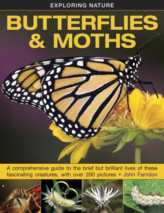 Cover image for 9781861474070 - Exploring Nature: Butterflies & Moths