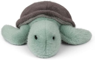 Cover image for 5060711732299 - Turtle