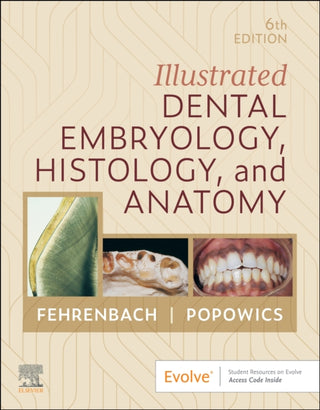 Supplemental image for 9780443104244 - Illustrated Dental Embryology, Histology, and Anatomy