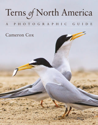 Cover image for 9780691161877 - Terns of North America