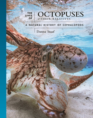 Cover image for 9780691244303 - The Lives of Octopuses and Their Relatives – A Natural History of Cephalopods