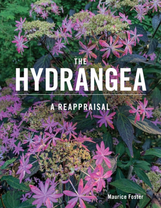 Cover image for 9780719842832 - The Hydrangea