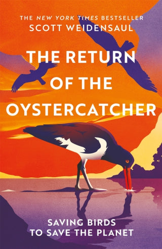 Cover image for 9781035016518 - The Return of the Oystercatcher