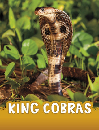 Cover image for 9781398244009 - King Cobras