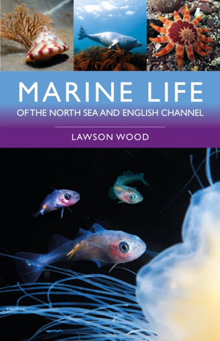 Cover image for 9781399415521 - Marine Life of the North Sea and English Channel
