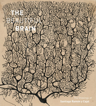 Cover image for 9781419722271 - The Beautiful Brain