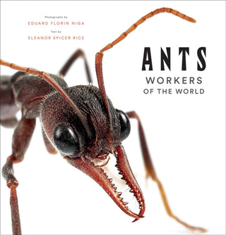 Cover image for 9781419748493 - Ants