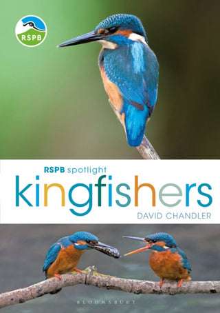 Cover image for 9781472987617 - RSPB Spotlight Kingfishers
