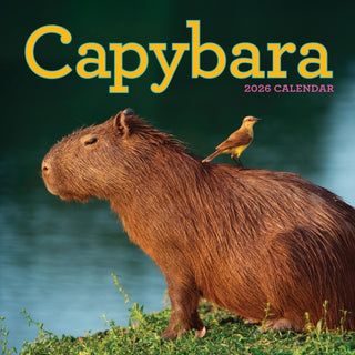 Cover image for 9781523531240 - Capybara Wall Calendar 2026