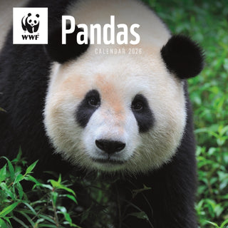 Cover image for 9781529829839 - Wwf Pandas Square Wall Calendar 2026