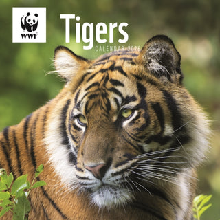 Cover image for 9781529829846 - Wwf Tigers Square Wall Calendar 2026