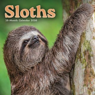 Cover image for 9781529834185 - Sloths Square Mini Sunday Start Calendar