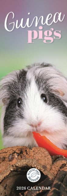 Cover image for 9781529847673 - Guinea Pigs Slim Calendar 2026