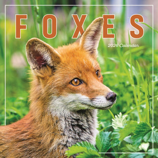 Cover image for 9781529847857 - Foxes Square Wall Calendar 2026