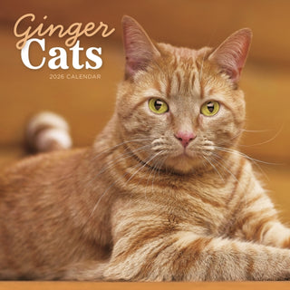 Cover image for 9781529847864 - Ginger Cats Square Wall Calendar 2026