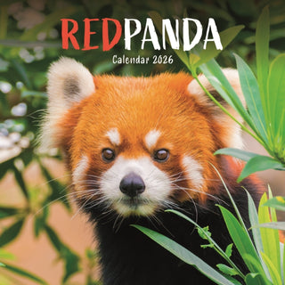 Cover image for 9781529847918 - Red Pandas Square Wall Calendar 2026