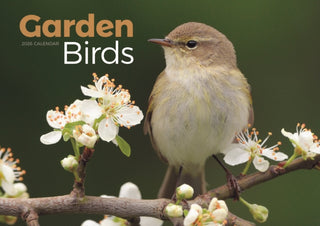 Cover image for 9781529848342 - Garden Birds A4 Calendar 2026