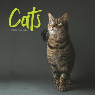 Cover image for 9781529849097 - Cats Wiro Wall Calendar 2026