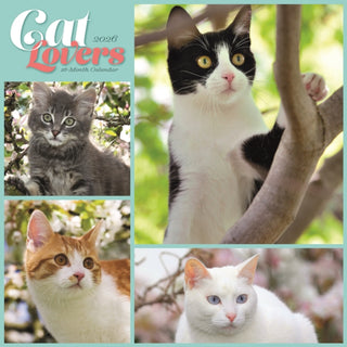 Cover image for 9781529849288 - Cat Lovers Square Wall Sunday Start Cale