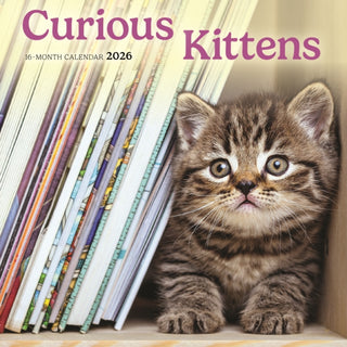 Cover image for 9781529849400 - Curious Kittens Square Mini Sunday Start
