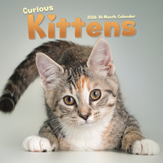 Cover image for 9781529849707 - Curious Kittens Square Wall Sunday Start