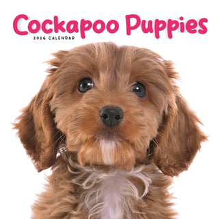 Cover image for 9781529849936 - Cockapoo Puppies Square Mini Calendar 20