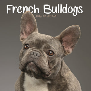 Cover image for 9781529849943 - French Bulldogs Square Mini Calendar 202