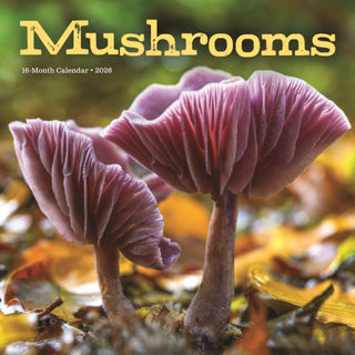 Cover image for 9781529850239 - Mushrooms Square Wall Sunday Start Calen