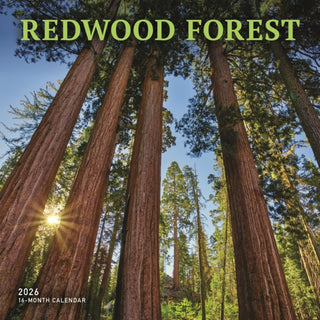 Cover image for 9781529850291 - Redwood Forest Square Wall Sunday Start