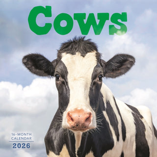 Cover image for 9781529851069 - Cows Square Wall Sunday Start Calendar 2