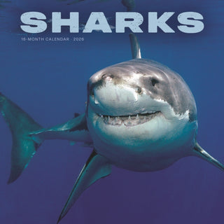 Cover image for 9781529851205 - Sharks Square Wall Sunday Start Calendar