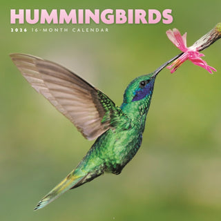 Cover image for 9781529851496 - Hummingbirds Square Mini Sunday Start Ca