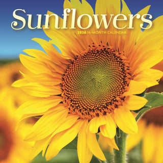 Cover image for 9781529851502 - Sunflowers Square Mini Sunday Start Cale