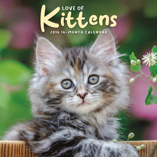 Cover image for 9781529851526 - Love Of Kittens Square Mini Sunday Start