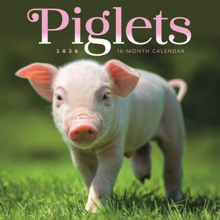 Cover image for 9781529851540 - Piglets Square Mini Sunday Start Calenda
