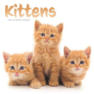 Cover image for 9781529851748 - Kittens Square Wall Sunday Start Calenda