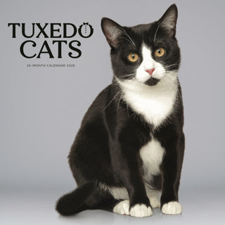 Cover image for 9781529851762 - Tuxedo Cats Square Wall Sunday Start Cal