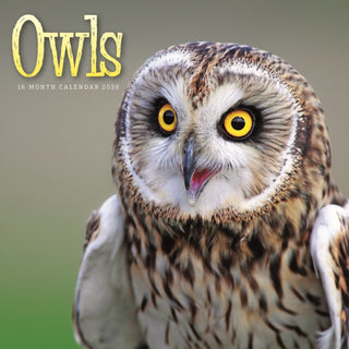 Cover image for 9781529851816 - Owls Square Wall Sunday Start Calendar 2