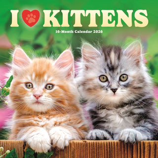 Cover image for 9781529851854 - I Love Kittens Square Wall Sunday Start