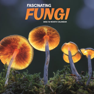 Cover image for 9781529851915 - Fascinating Fungi Square Wall Sunday Sta
