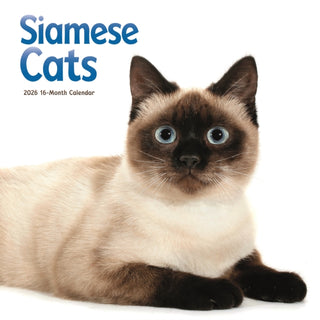 Cover image for 9781529852059 - Siamese Cats Square Wall Sunday Start Ca
