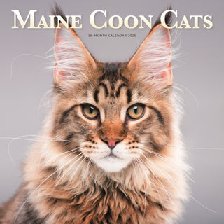 Cover image for 9781529852233 - Maine Coon Cats Square Wall Sunday Start