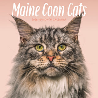 Cover image for 9781529852301 - Maine Coon Cats Square Wall Sunday Start