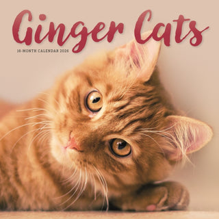 Cover image for 9781529852486 - Ginger Cats Square Wall Sunday Start Cal