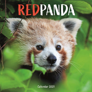 Cover image for 9781529858143 - Red Pandas (PFP) W