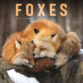 Cover image for 9781529858181 - Foxes (PFP) W